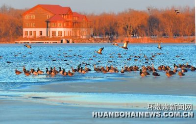 数千只水鸟聚集在唐山南湖(图)_河北新闻网