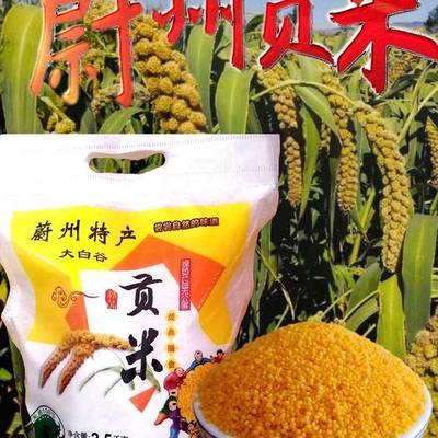 河北省张家口市赤城县益农种植合作社谷子生长良好